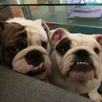Profile Picture of Marshall Eugene Redmond (@marshalleugenethebulldog) on Instagram