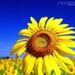Profile Picture of Grant Forbes (@grantjeffforbes) on Pinterest