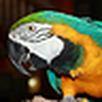 Profile Picture of Alex Pascua (@samut-sari) on Flickr