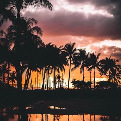 Profile Picture of Palm Tree (@KyleJoh97) on Twitter