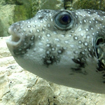 Profile Picture of Wu Jerry (@merida_jwu1) on Flickr