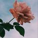Profile Picture of Millie F🦋🌻 (@millicent_forrest) on Pinterest