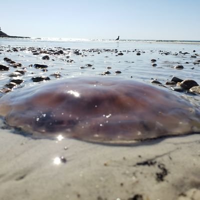 Profile Picture of PaulAlcantara (@PaulAlcantaraz) on Twitter