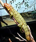 Profile Picture of Dracaena (lizard)on Wikipedia