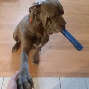 Profile Picture of Curtis Dyess (@curtisdyess8686) on Youtube