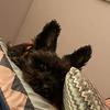 Profile Picture of conniehobbs50 (@@conniehobbs50) on Tiktok