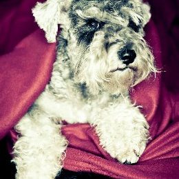 Profile Picture of Birgit Berg-Olsen (@BirgitBergOlse1) on Twitter