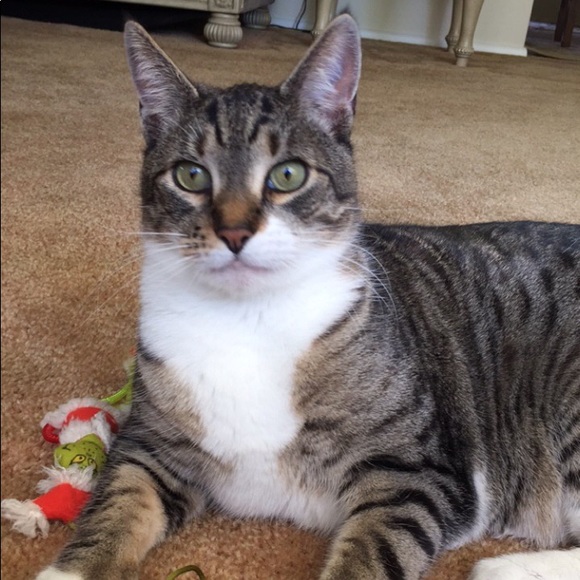 Profile Picture of Samantha Pagano (@spagano1348) on Poshmark