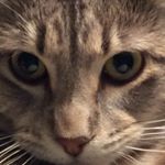 Emma Rose Volpe - Instagram Profile Picture of Emma Rose Volpe (@awsomecats_and_dogs) on Instagram