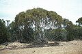 Profile Picture of Eucalyptus deflexaon Wikipedia