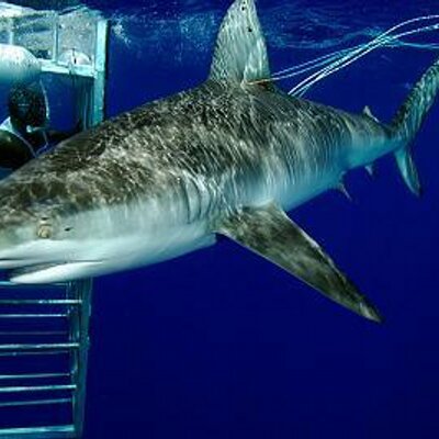 Profile Picture of ROBERT JEREMIAH (@hawaiisharktour) on Twitter