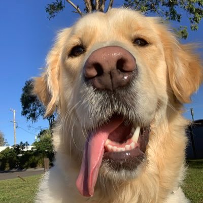 Profile Photo of Sandy Golden Retriever  🇦🇺 🦘 🐨 (@sandystraya) on Twitter