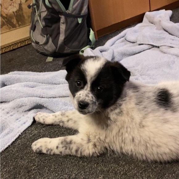 Profile Picture of Ashlynn Hanefeld (@cowloving908) on Poshmark