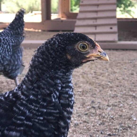 Profile Picture of Jackie Charonis (@charonis) on Poshmark