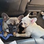 Profile Picture of Christian Reza (@christian_reza_) on Instagram