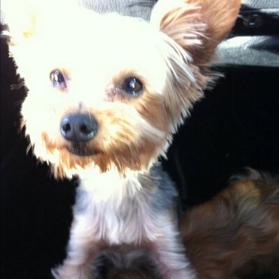 Profile Picture of Buddy Lucas Evaristo (@heyimbuddy) on Twitter