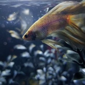 Profile Picture of Fish Lvl? (@pat_ebooks) on Twitter