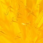 Profile Picture of Ingeborg Dirdal (@ingeborgd) on Flickr