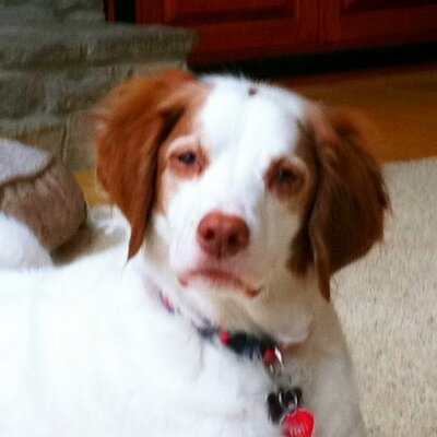 Profile Picture of Paul Hargis (@birddog922) on Twitter