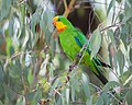 Profile Picture of Superb parrot - Wikipedia, the free encyclopediaon Wikipedia