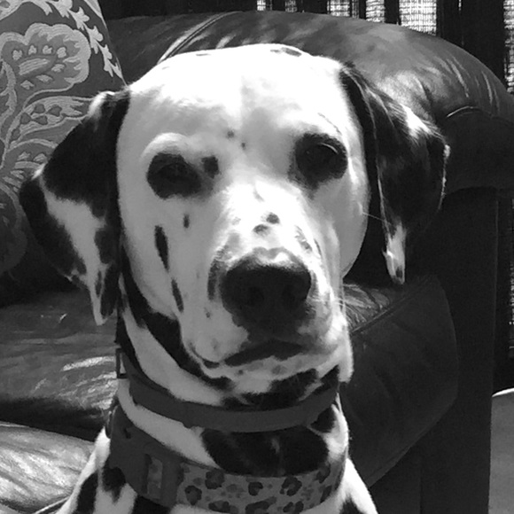 Profile Picture of Vicki Johnston colarusso (@vickijohnsto398) on Poshmark