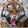 Profile Photo of TigerThomas (@thomasmarco) on Tiktok