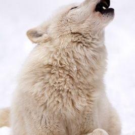 Profile Picture of Mark Prewitt (@motrhed58) on Twitter