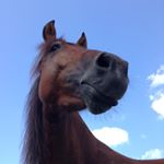 Profile Picture of Amanda McDuffie (@defygravy) on Instagram