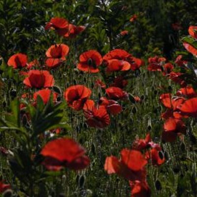 Profile Picture of DAVID OVENDEN (@DAVIDOVENDEN1) on Twitter