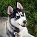 Profile Picture of Noah Holesha (@johnlily3) on Pinterest
