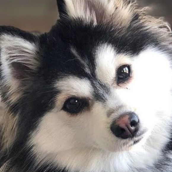 Profile Picture of Savannah Johansen (@savannahjohanse) on Poshmark