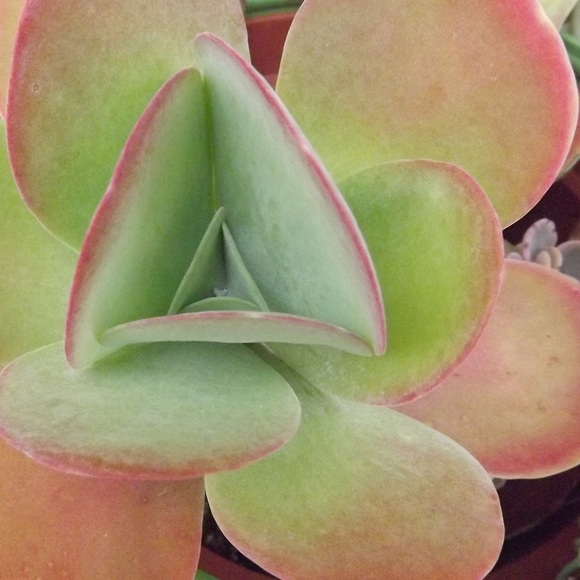 Profile Picture of 💖 posh✨ambassador💖 charlene Khudairi (@duzzygirl) on Poshmark