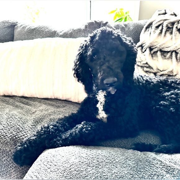 Profile Picture of M Anderson (@manderson350) on Poshmark