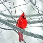Profile Picture of Beverly Custer (@beverlycuster) on Instagram