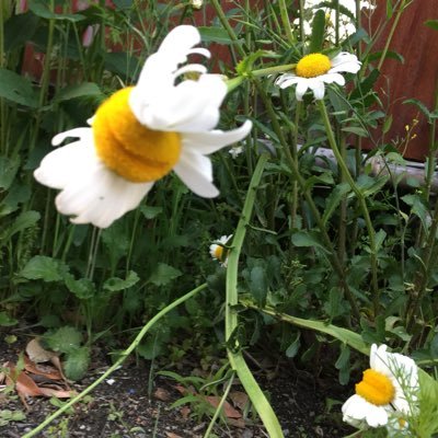 Profile Picture of ルーララ (@blBOb01o3bqYE7C) on Twitter