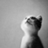 Profile Picture of blackzzming (@blackzzming) on Flickr