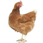 Profile Picture of Kevin Kluck (@kevin.the.chicken) on Instagram
