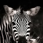 Profile Picture of Aaron Tangayi (@Aaron-Tangayi) on Facebook