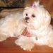 Profile Picture of Mattie Mae Travis (@cutemattiemae) on Pinterest