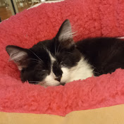 Profile Picture of Bianca Fernandez (@biancafernandez5387) on Youtube