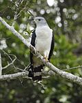 Profile Picture of Gray-headed kiteon Wikipedia