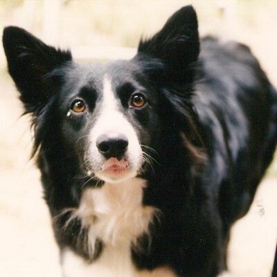 Linda Moretto - Twitter Profile Picture of Linda Moretto (@linda95) on Twitter