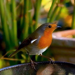 Profile Picture of Robin Barnes (@orbeedigital) on Flickr