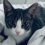 Profile Picture of David Duenas (@cat_is_dash) on Instagram