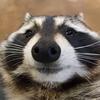Profile Picture of Ron Roberts (@ronrobertsyt) on Tiktok