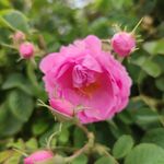 Profile Picture of Roselcim Doğal Gül Ürünleri, gül suyu, lavanta suyu, gül yağı (@isparta_gul_suyu) on Instagram