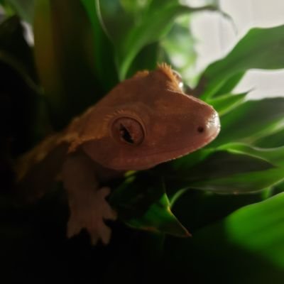 Profile Picture of Benjamin Bouchard (@Benjami46003354) on Twitter