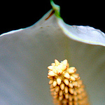 Profile Picture of Robert May (@techfixations@gmail.com) on Flickr