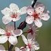 Profile Picture of Sara DeVos (@devossar) on Pinterest