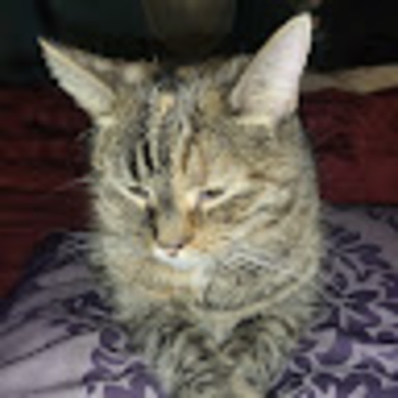 Profile Picture of Melinda Cogman (@boa4ever31) on Poshmark